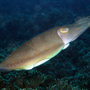 Sepia latimanus
