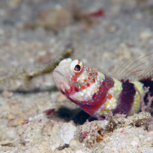 Amblyeleotris wheeleri