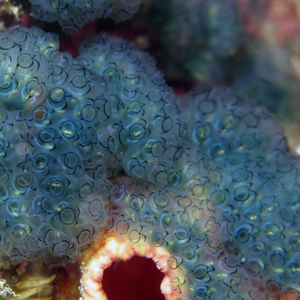 Sigillina signifera