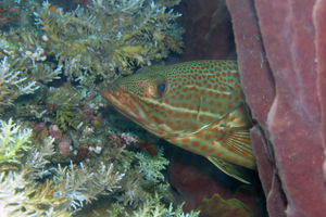 Anyperodon leucogrammicus