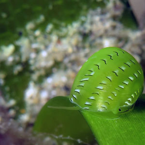 Smaragdia rangiana