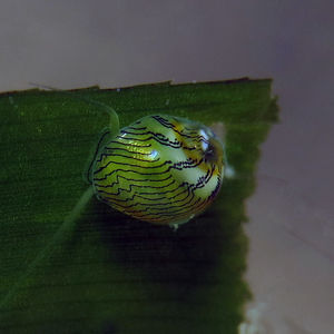 Smaragdia souverbiana