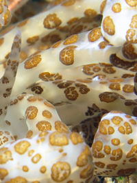 长卷须灰翼海蛞蝓