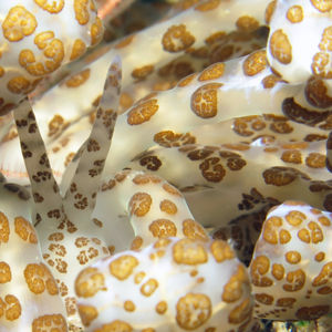 Phyllodesmium longicirrum