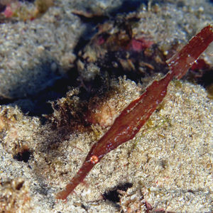 Solenostomus armatus