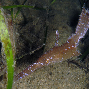 Solenostomus cyanopterus