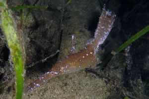 Solenostomus cyanopterus