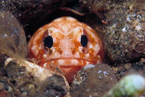 Opistognathus variabilis