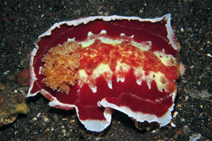 Hexabranchus sanguineus