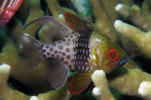 Sphaeramia nematoptera