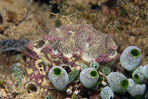 Mycale (Kerasemna) humilis