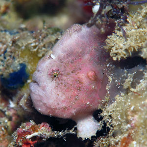 Antennatus nummifer