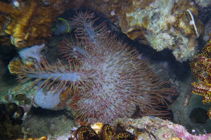 Acanthaster solaris
