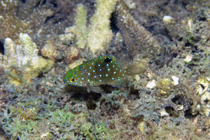 Stegastes lacrymatus