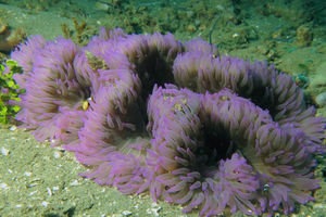 Stichodactyla gigantea