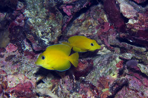 Ctenochaetus cyanocheilus