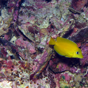 Acanthurus coeruleus