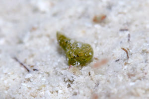 Synchiropus picturatus