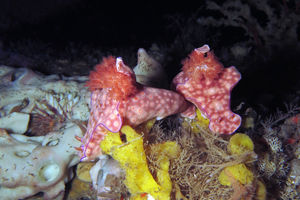 Ceratosoma trilobatum