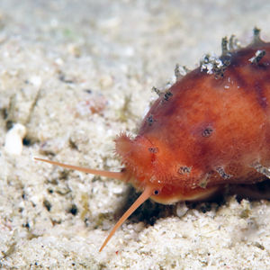 Talostolida teres