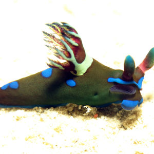 Tambja morosa