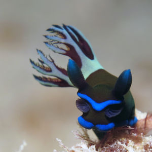 Tambja morosa