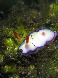 丹妮多彩海蛞蝓