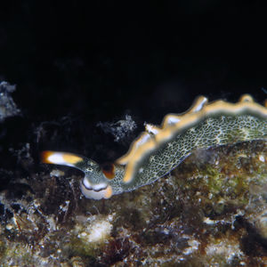Thuridilla carlsoni