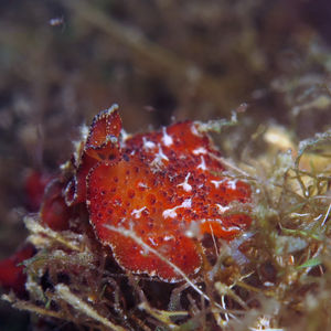 Thysanozoon