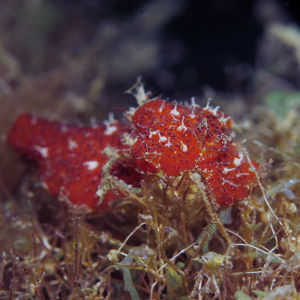 Thysanozoon