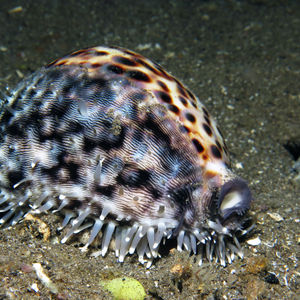 Cypraea tigris