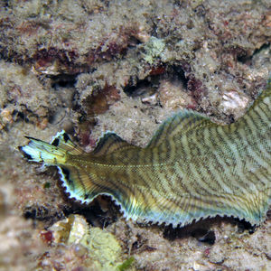 Soleichthys heterorhinos