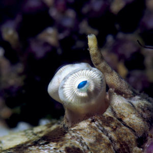 Soleichthys heterorhinos