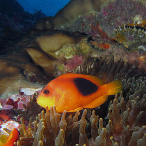 Amphiprion ephippium