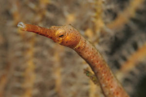 Trachyrhamphus bicoarctatus