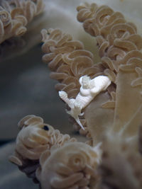 齐妮亚软珊瑚海蛞蝓