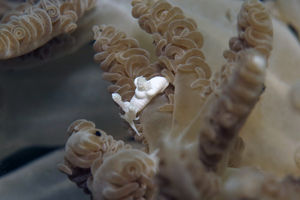 Trapania lemnalioides