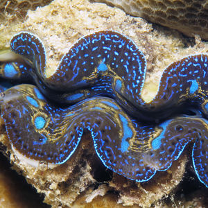 Tridacna maxima