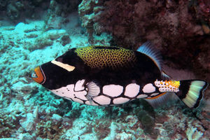 Balistoides conspicillum