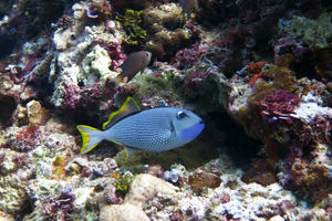 Xanthichthys auromarginatus