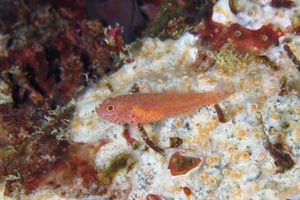Trimma macrophthalmum