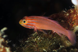 Trimma striatum