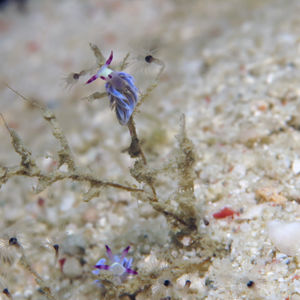 Trinchesiidae