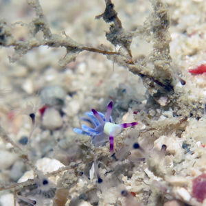 Trinchesiidae