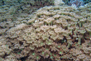Tubipora musica