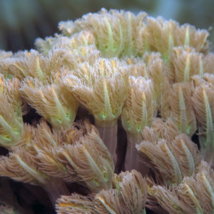 Tubipora musica