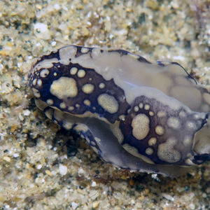 Tubulophilinopsis pilsbryi