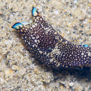 Tubulophilinopsis reticulata