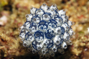 Nephtheis fascicularis