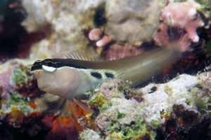 Ecsenius bimaculatus